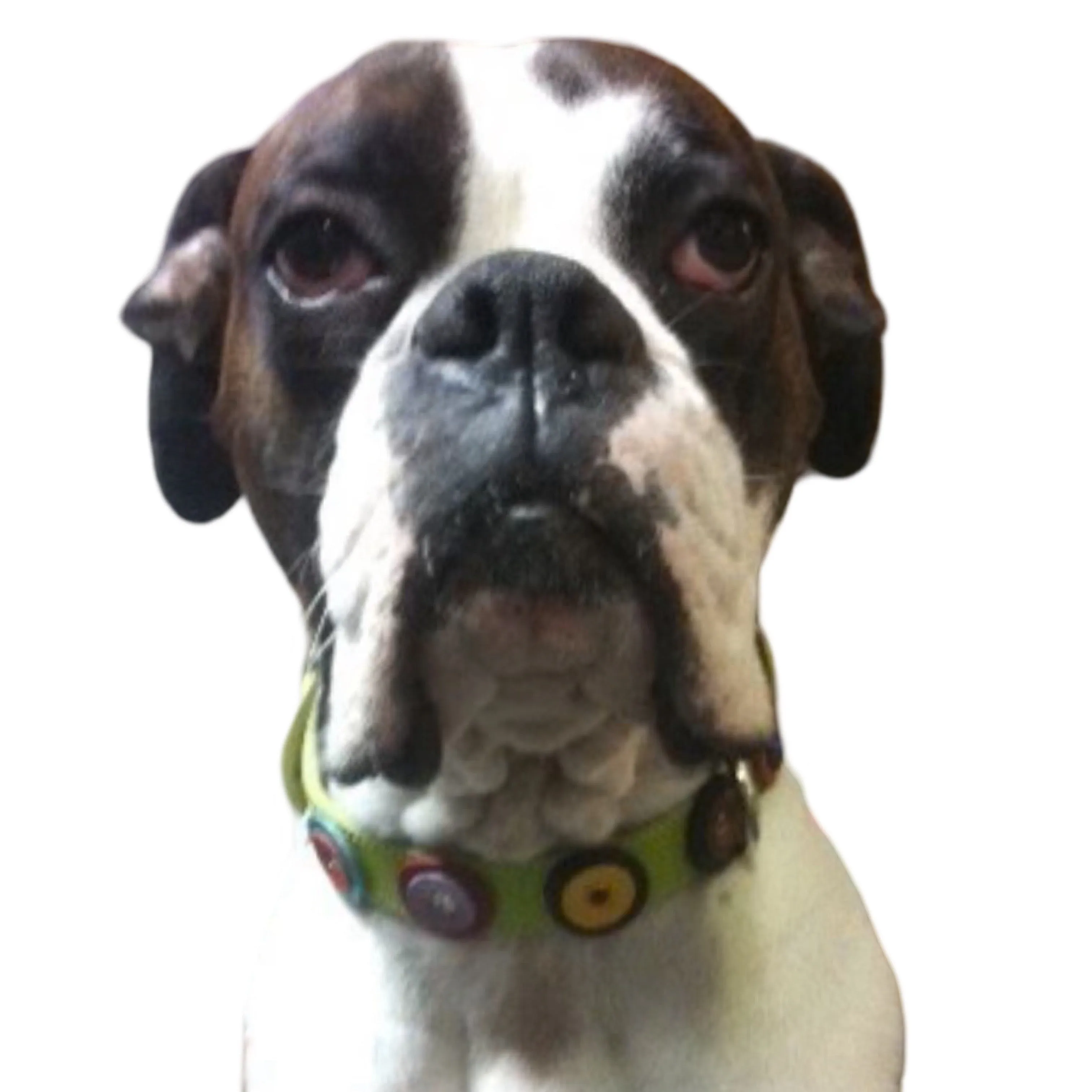 Brady Double Disc Leather Dog Collar with Nickel Stud Center